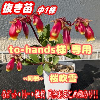 カランコエ フィフィのフリマアイテム一覧 カランコエ フィフィのフリマアイテム一覧