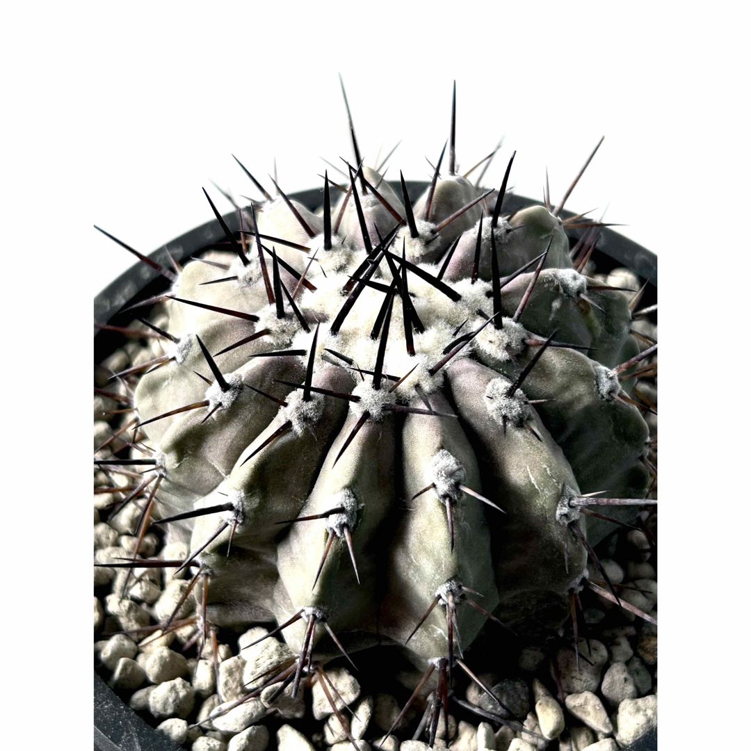 超希少】コピアポア コルムナアルバ 狐竜丸 現地球カキコ 自根株 大株