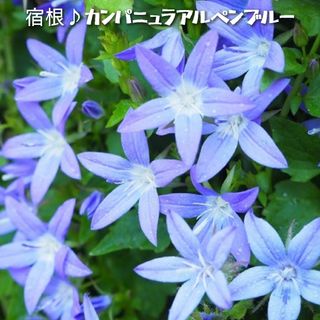 宿根草 カンパニュラ『アルペンブルー』苗いっぱい♪正規品！土を落とさずポット発送(その他)