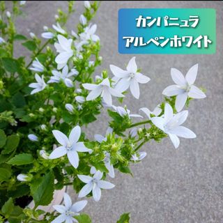 宿根草 カンパニュラ『アルペンホワイト』苗いっぱい正規品♪土を落とさずポット発送(その他)