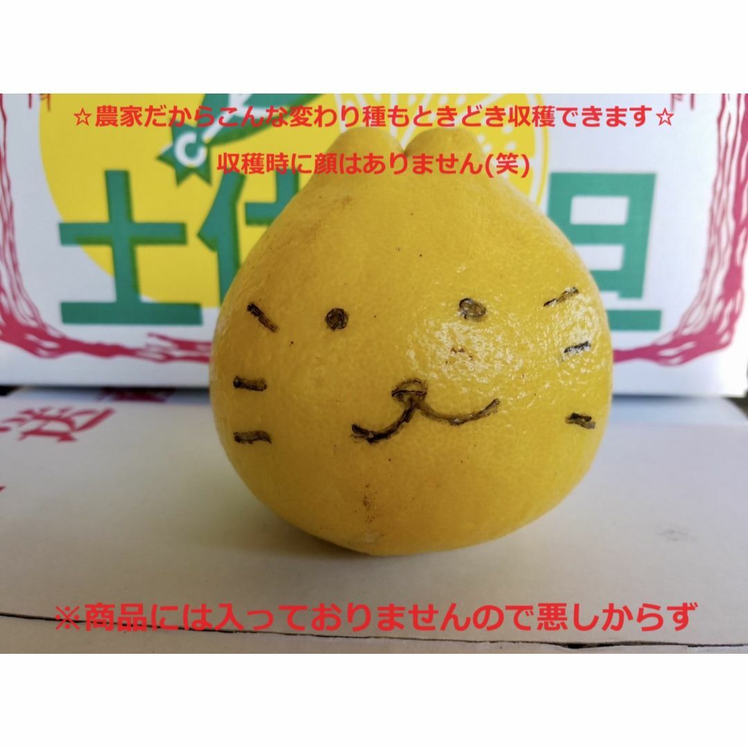 土佐文旦 約10kg Ⅿサイズ 農家直送【売切次第終了】の通販 by 土佐文旦 約10kg Ⅿサイズ 農家直送【売切次第終了】の通販 by