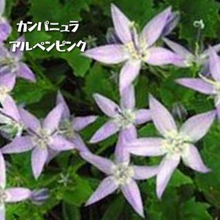 宿根草 カンパニュラ『アルペンピンク』苗いっぱい♪正規品！土を落とさずポット発送(その他)