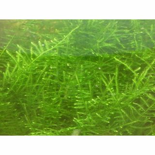 ジャイアント南米ウィローモス １０g　郵便　月曜日に発送限定　無農薬　補償付(アクアリウム)