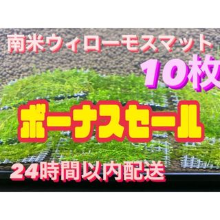 ウィローモスマット10枚セット　6cm×4cm 10枚　南米ウィローモス　無農薬(アクアリウム)