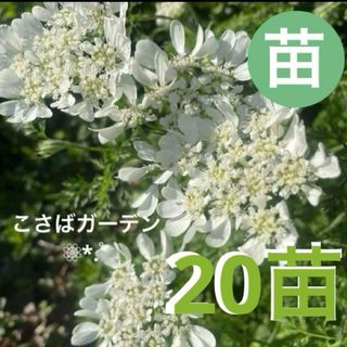 オルレア （オルラヤ）ホワイトレースフラワー抜き苗 【20苗】 ホワイトガーデン(その他)