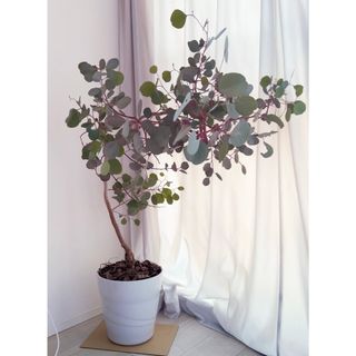 高級アボカド抜き苗1株 現品 A2の通販|ラクマ 高級アボカド抜き苗1株 現品 A2の通販|ラクマ
