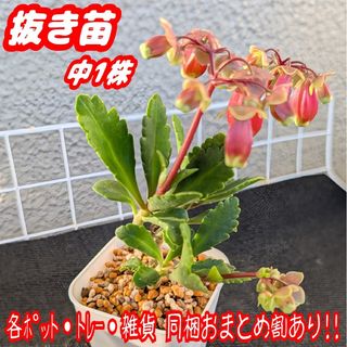 カランコエ フィフィのフリマアイテム一覧 カランコエ フィフィのフリマアイテム一覧