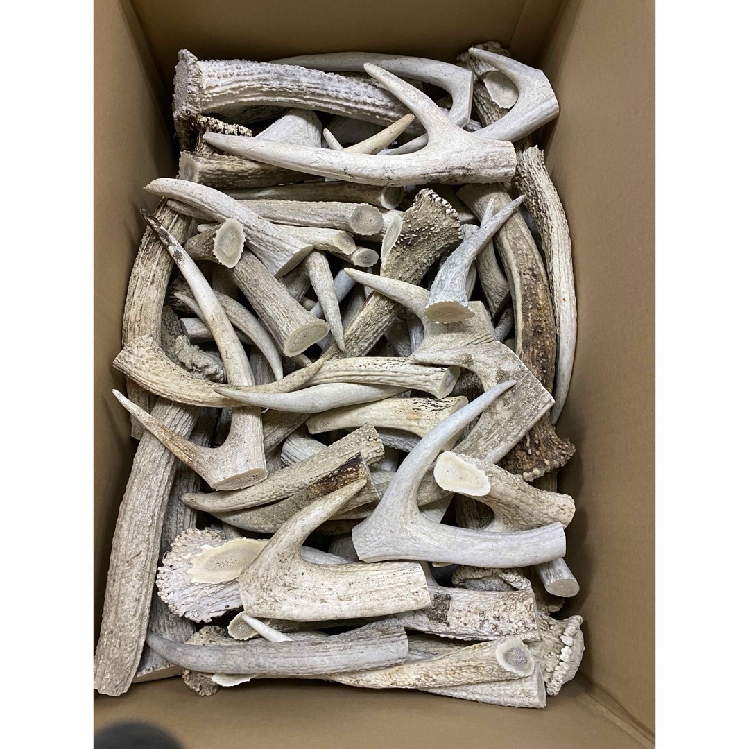 鹿の角 鹿のツノ 鹿角 鹿ツノ 蝦夷鹿 角 ハンドメイド クラフト 材料
