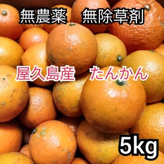 たんかん　タンカン　無農薬　屋久島産　柑橘類　みかん　果物　期間限定　送料無料(フルーツ)