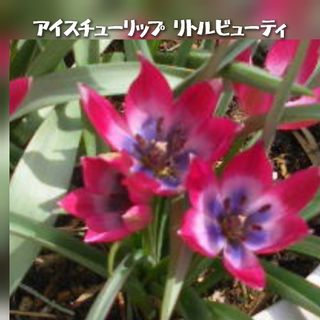 サカタノタネ(サカタのタネ)の希少 冷蔵 アイス チューリップ『リトルビューティ』３球 早く長く咲く♪(その他)