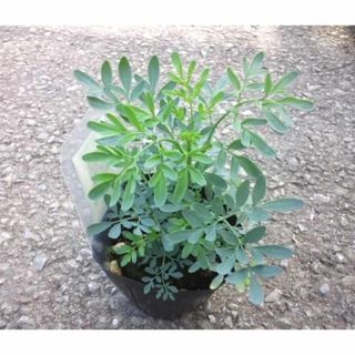コヘンルーダ　苗　ハーブ　観葉植物(その他)