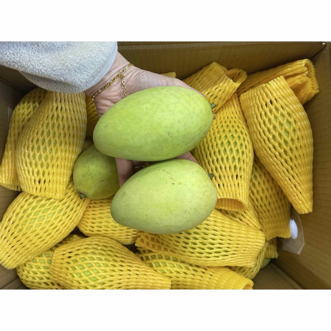 グリーンマンゴー箱込み1kg常温発送 食品/飲料/酒の食品(フルーツ)の商品写真