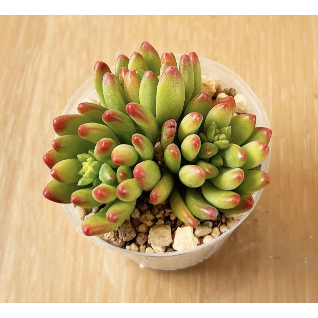 【同梱530円】多肉植物 春萌 3苗 カット ハンドメイドのフラワー/ガーデン(その他)の商品写真