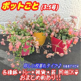 カランコエ フィフィのフリマアイテム一覧 カランコエ フィフィのフリマアイテム一覧