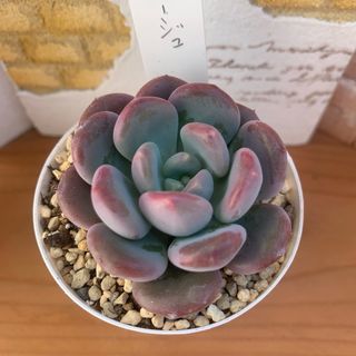 多肉植物】紅稚児 2.5号ポット 抜き苗の通販 by ColorCra|ラクマ 多肉植物】紅稚児 2.5号ポット 抜き苗の通販 by ColorCra|ラクマ