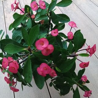 花キリン　ピンク＆白　挿し穂各1本(その他)
