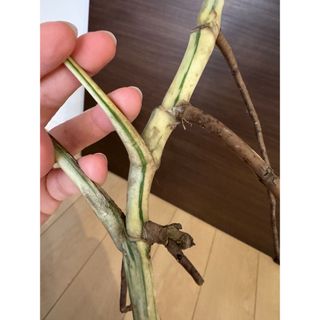 【発根済み】極上茎　新芽4芽付き 斑入りモンステラ　葉っぱ付き　極斑入り美株(その他)