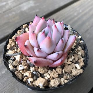 壁掛け❤️可愛い☆寄せ植え☆このまま飾れます☆多肉植物の通販 壁掛け❤️可愛い☆寄せ植え☆このまま飾れます☆多肉植物の通販