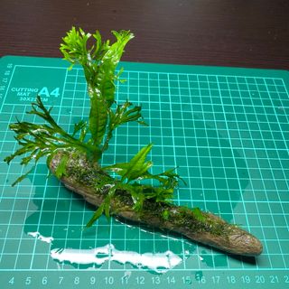 ミクロソリウムウェンディロフ&南米ウィローモス　流木付き(アクアリウム)