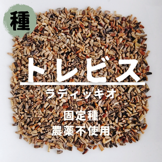 【種】トレビス　ラディッキオ　農薬不使用　400粒(野菜)