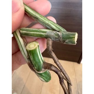 【発根済み】お得な極上茎2株セット 斑入りモンステラ　ボルシギアナ　葉っぱ付き(その他)