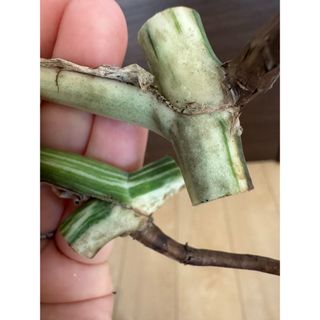 【発根済み】お得な極上茎2株セット 斑入りモンステラ　ボルシギアナ　葉っぱ付き(その他)
