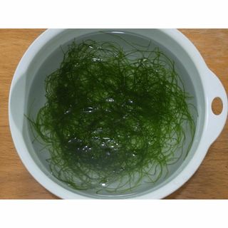 ウィローモス ２０ｇ　ネコポス便　無農薬　補償付(アクアリウム)