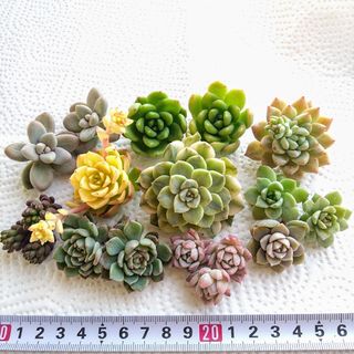多肉多肉植物🌱セット💕寄せ植え🌱寄植えに♥カット苗　寄せ植えセット(その他)