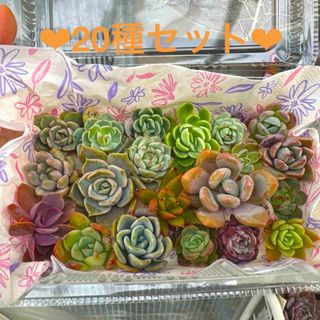 多肉植物カット苗b☆寄せ植え(その他)