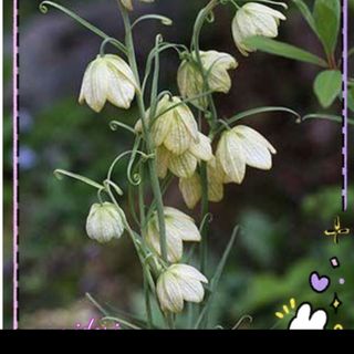 バイモユリ 芽出し球根 5球(プランター)