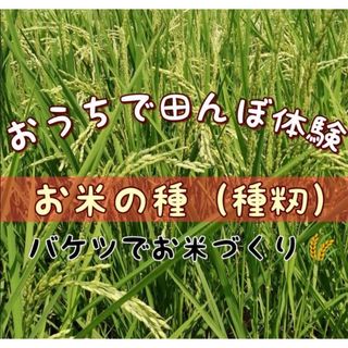 【お家で田んぼ体験】お米の種　種籾30g 自然農　コシヒカリ　バケツ稲に◎(米/穀物)