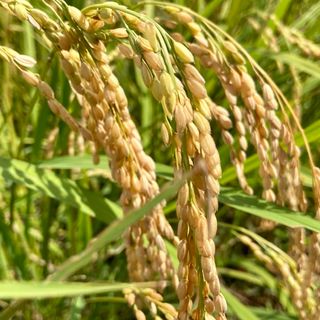 令和6年度産新潟県産コシヒカリ10kg精米(米/穀物)