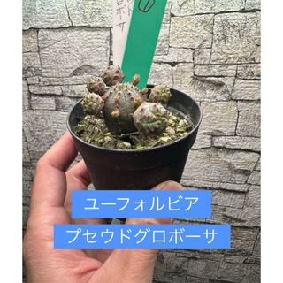 ユーフォルビア・プセウドグロボーサ 同等以上送付(その他)