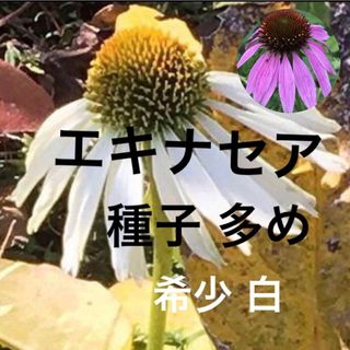 【大増量】エキナセア 希少 白 種子 20輪分 / ピンク 種子 10輪分ハーブ(その他)