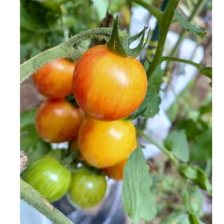 ミニトマトの種　サンライズバンブルビー20粒　無農薬栽培(野菜)