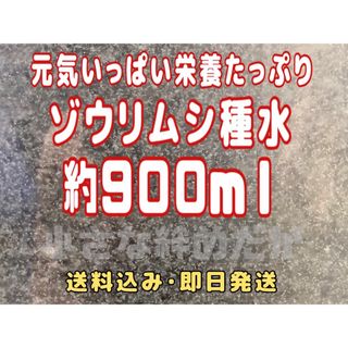 元気いっぱい栄養たっぷりゾウリムシ種水 約９００ｍｌ【針子】【ミジンコ】等のエサ(アクアリウム)
