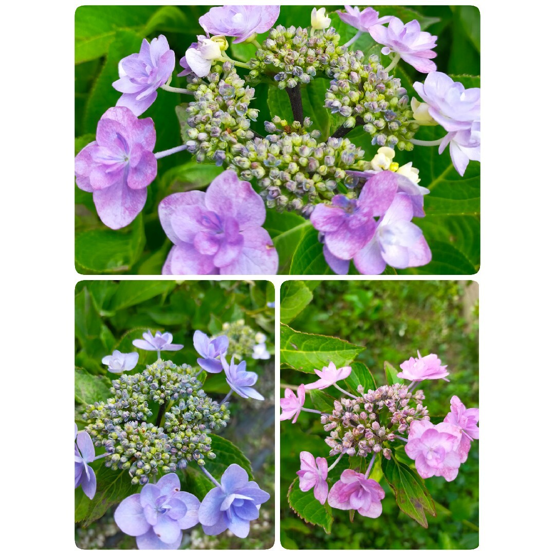紫陽花(ガクアジサイ)根付き1本+おまけの種①〜④より選択下さい ハンドメイドのフラワー/ガーデン(その他)の商品写真