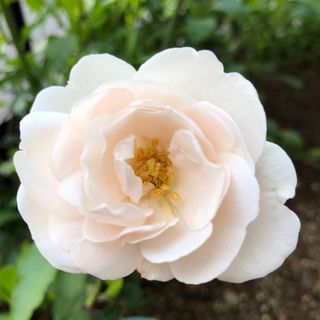 薄ピンク色のバラ苗　 挿し木苗　ばら苗(その他)