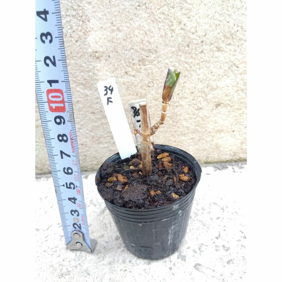 34F【現品:ポットで発送】紫陽花 2024年挿し木苗（１節）1ポット アジサイ ハンドメイドのフラワー/ガーデン(その他)の商品写真