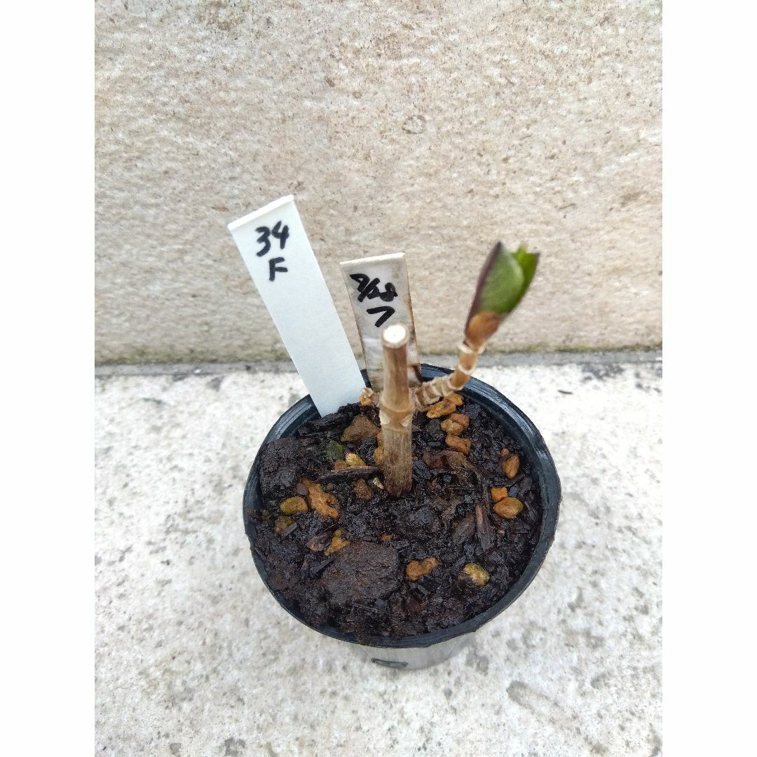 34F【現品:ポットで発送】紫陽花 2024年挿し木苗（１節）1ポット アジサイ ハンドメイドのフラワー/ガーデン(その他)の商品写真