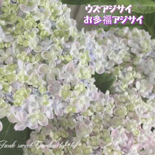 宿根草 正規品『ウズ 紫陽花 お多福紫陽花』タグ付き 土を落とさずポット苗発送♪(その他)