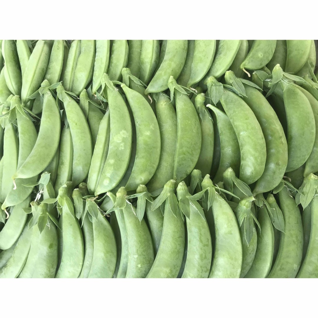 スナップエンドウ 食品/飲料/酒の食品(野菜)の商品写真