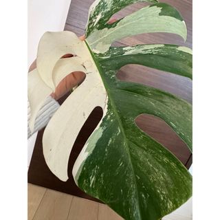 【特大葉30㎝程】極太茎！新芽の成長◎斑入りモンステラ最上級斑入り　ボルシギアナ(その他)