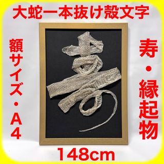 大蛇 一本抜け殻 お守り 寿 蛇文字 額装(置物)