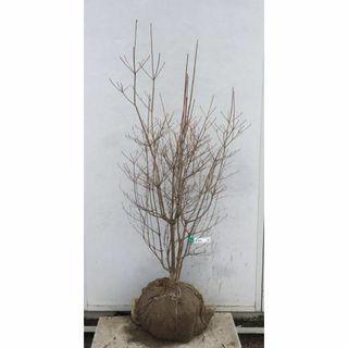 《現品》ドウダンツツジ　樹高1.1ｍ（根鉢含まず）101【灯台躑躅/苗木/植木】(その他)