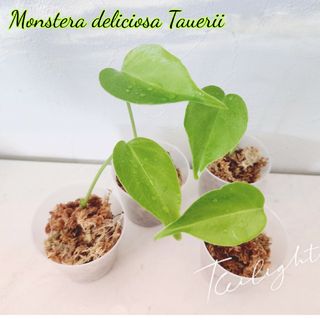 ◎実生苗モンステラ　タウエリー　デリシオーサ１株◎(その他)