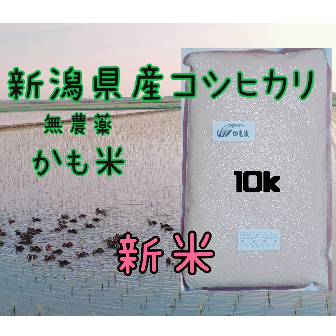 無農薬米新潟県産コシヒカリ10k