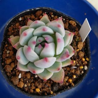 多肉植物 女雛錦 抜き苗💙の通販|ラクマ 多肉植物 女雛錦 抜き苗💙の通販|ラクマ