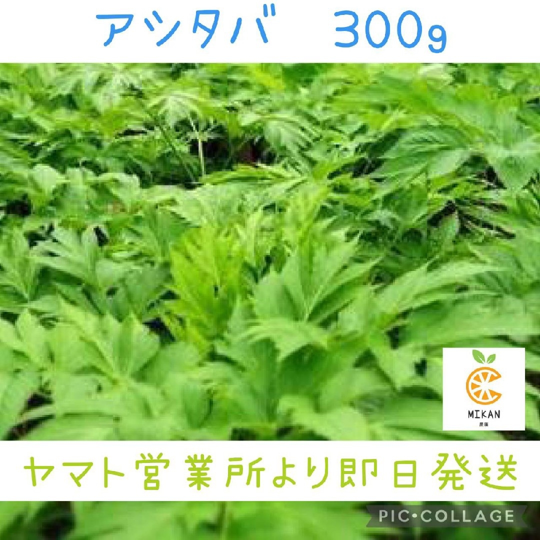 明日葉 300g 食品/飲料/酒の食品(野菜)の商品写真