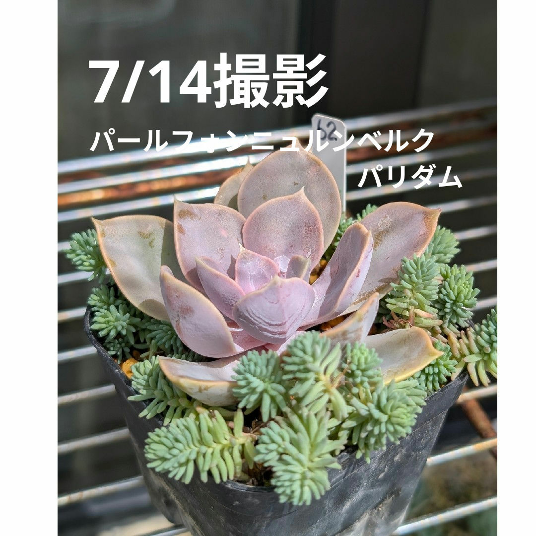 62♥パールフォンニュルンベルク＆パリダム♥　根あり抜き苗　多肉植物 ハンドメイドのフラワー/ガーデン(プランター)の商品写真